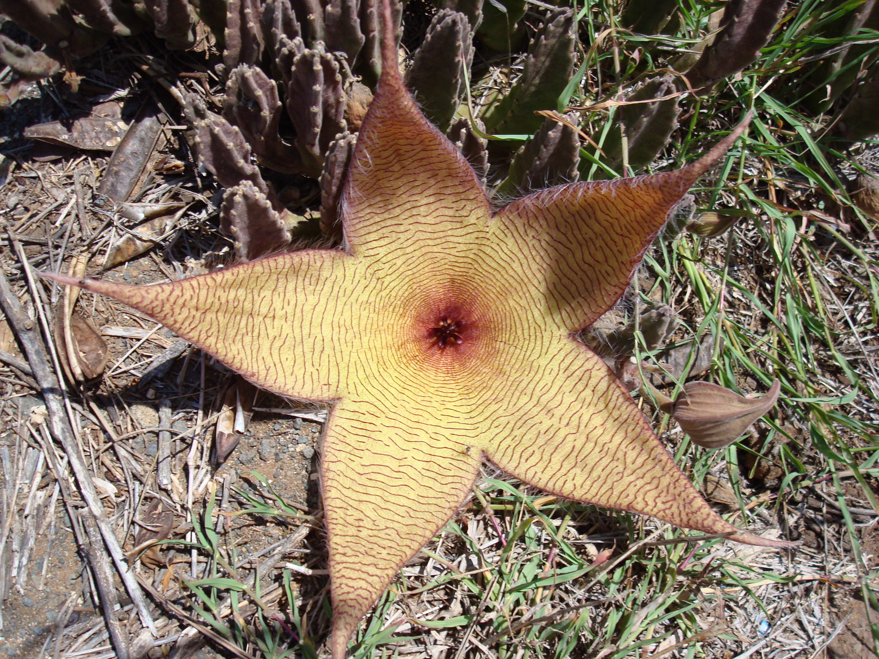 Hawaiian Flower