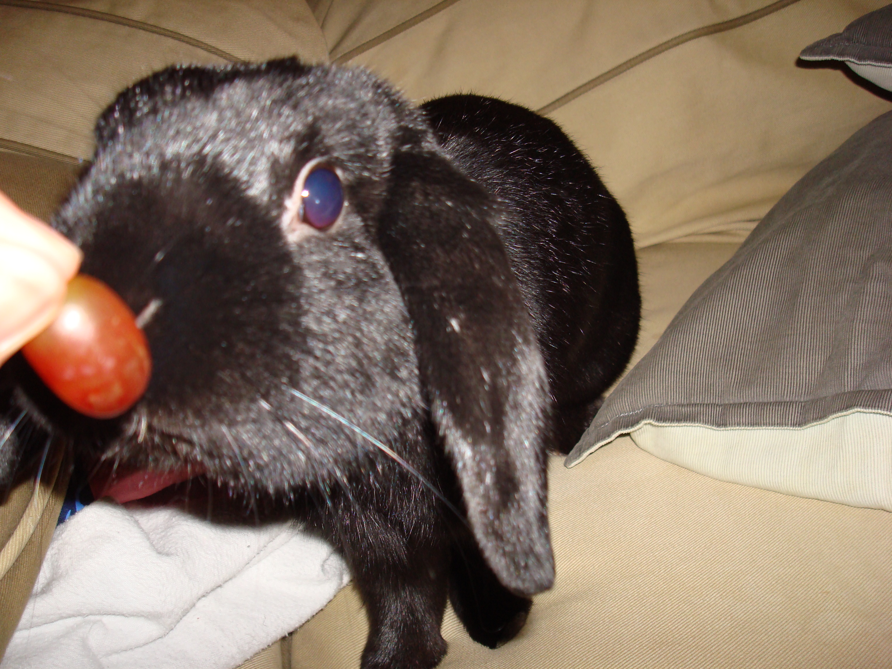 Rabbit patiently waiting for his treat